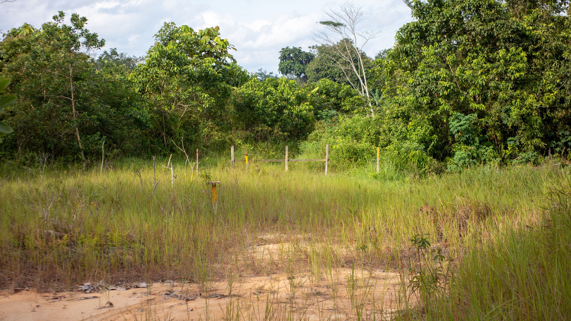 Vacant land property in North Carolina surrounded by natural vegetation Vacant land property in North Carolina surrounded by natural vegetation